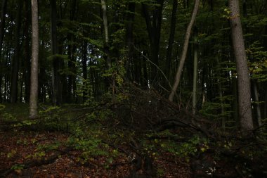 Yağmurlu havada sık orman 