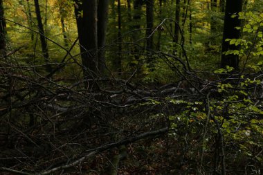 Yağmurlu havada sık orman 