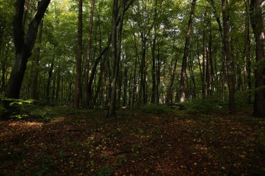 Yağmurlu havada sık orman 