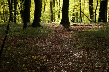 Yağmurlu havada sık orman 