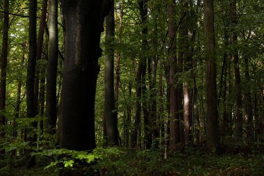 Yağmurlu havada sık orman 