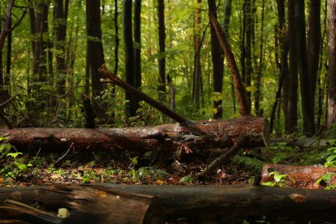 Yağmurlu havada sık orman 