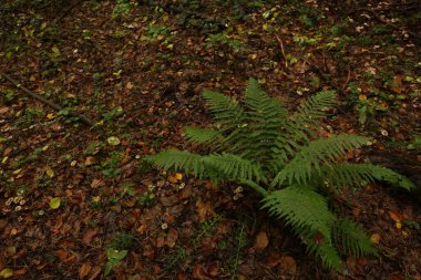Aspen ormanında eğreltiotu