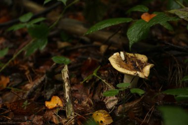 Yağmurlu hava mantarlarının yoğun ormanı