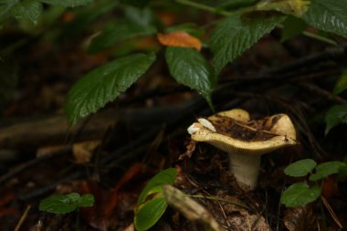 Yağmurlu hava mantarlarının yoğun ormanı