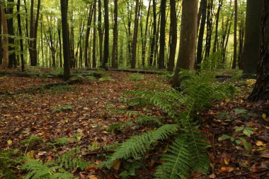 Aspen ormanında eğreltiotu