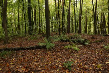 Aspen ormanında eğreltiotu