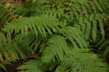 Aspen ormanında eğreltiotu