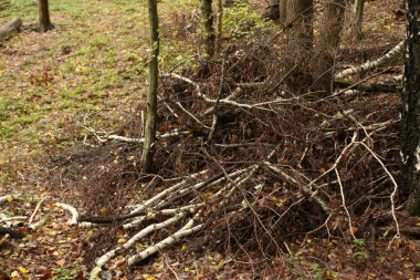 Ormandaki ağaç kökleri