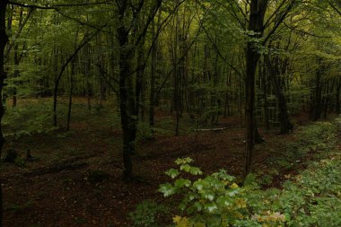 Yağmurlu havada sık orman 