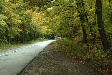 Orman yolu kötü havada