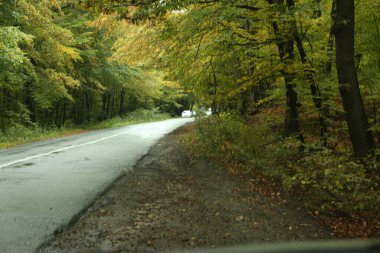 Orman yolu kötü havada