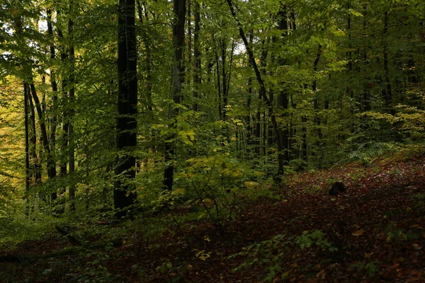 Yağmurlu havada sık orman 