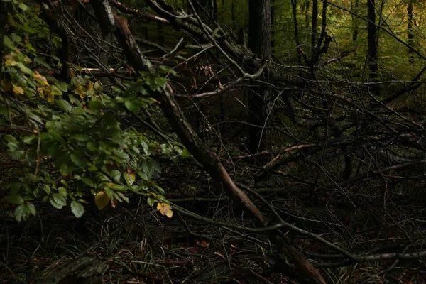 Yağmurlu havada sık orman 