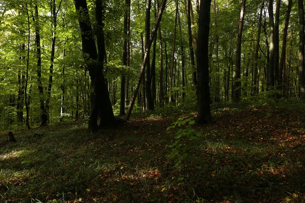 Yağmurlu havada sık orman 