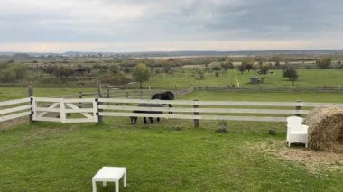 At çiftliği, atların otlaması ve çimlerde oynaması