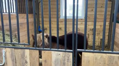 At çiftliği, ahırda duran atlar.