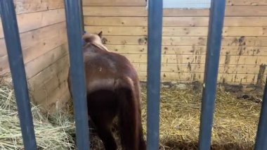 At çiftliği, atların otlaması ve çimlerde oynaması