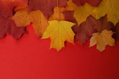 Kırmızı zemin üzerinde balkabakları, meşe palamutları ve düşen yapraklar tasarım için alan.