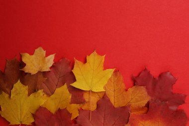 Kırmızı zemin üzerinde balkabakları, meşe palamutları ve düşen yapraklar tasarım için alan.