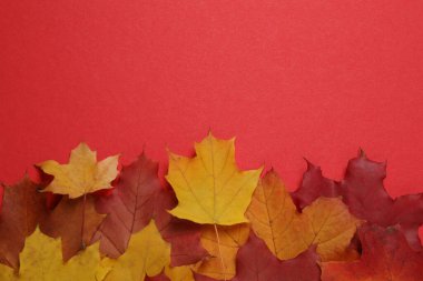 Kırmızı zemin üzerinde balkabakları, meşe palamutları ve düşen yapraklar tasarım için alan.