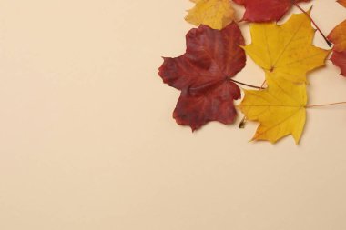 Bal kabakları, meşe palamutları ve dökülen yapraklar bej bir zemin üzerinde tasarım alanı ile.