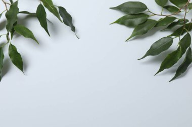 yeşil yapraklı beyaz arkaplan.