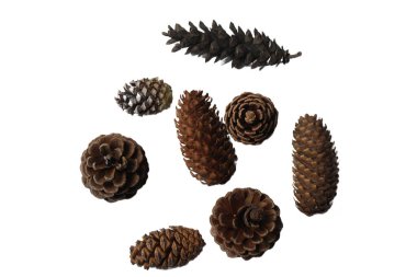 Beyaz Arkaplanda Çeşitli Doğal Çam Kozalakları Koleksiyonu