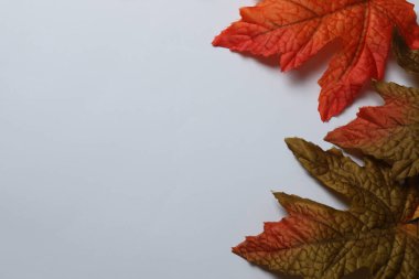 Beyaz Arkaplanda Yapraklar ve Kabaklarla Sonbahar Çerçevesi