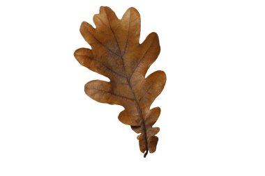 Beyaz arka plan üzerinde izole kurutulmuş sonbahar yaprakları