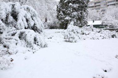 Park trees covered with snow, first snow