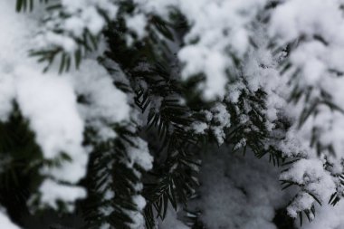 Park trees covered with snow, first snow