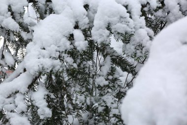 Park trees covered with snow, first snow