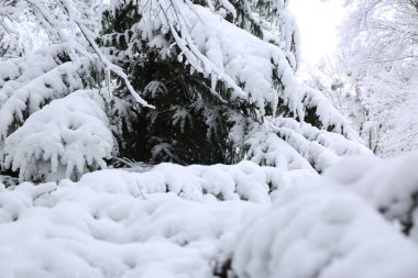 Park trees covered with snow, first snow