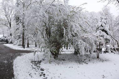 Park trees covered with snow, first snow