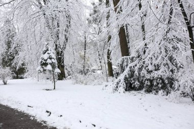 Park trees covered with snow, first snow