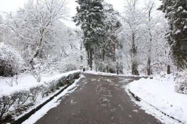 Park trees covered with snow, first snow