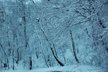 Şehir, şehir sokakları karla kaplı, ilk kar.