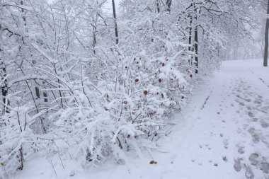 Park trees covered with snow, first snow