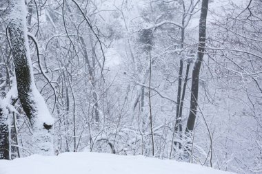 Park trees covered with snow, first snow