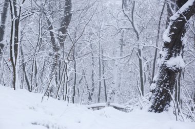 Park trees covered with snow, first snow