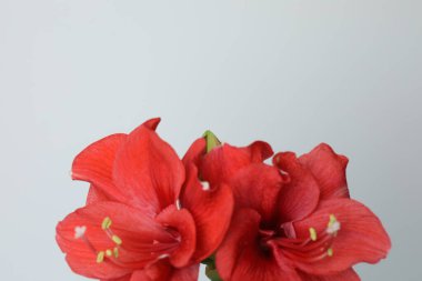 Beyaz arka planda bir buket kırmızı Amarillis.