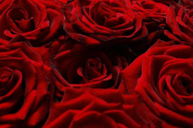 Çiçek buketi: Taze kırmızı güller arka plan