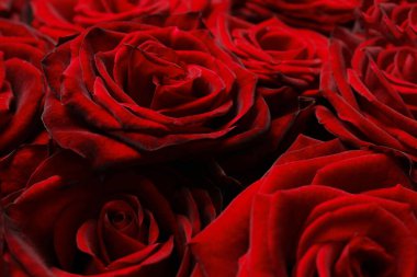 Çiçek buketi: Taze kırmızı güller arka plan