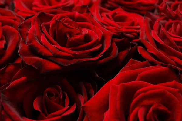 Çiçek buketi: Taze kırmızı güller arka plan