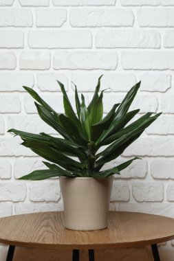 Duvarın arka planında farklı yeşil bitkiler var.