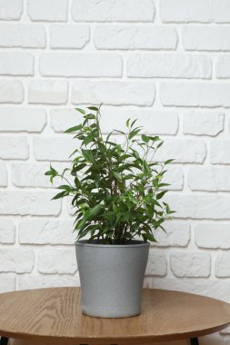 Duvarın arka planında farklı yeşil bitkiler var.