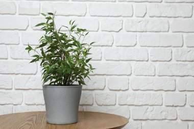 Duvarın arka planında farklı yeşil bitkiler var.