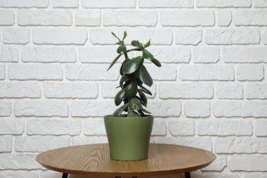 Duvarın arka planında farklı yeşil bitkiler var.