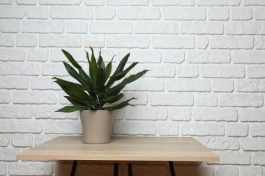 Duvarın arka planında farklı yeşil bitkiler var.